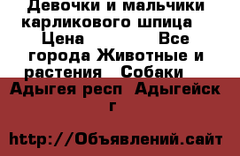 Девочки и мальчики карликового шпица  › Цена ­ 20 000 - Все города Животные и растения » Собаки   . Адыгея респ.,Адыгейск г.